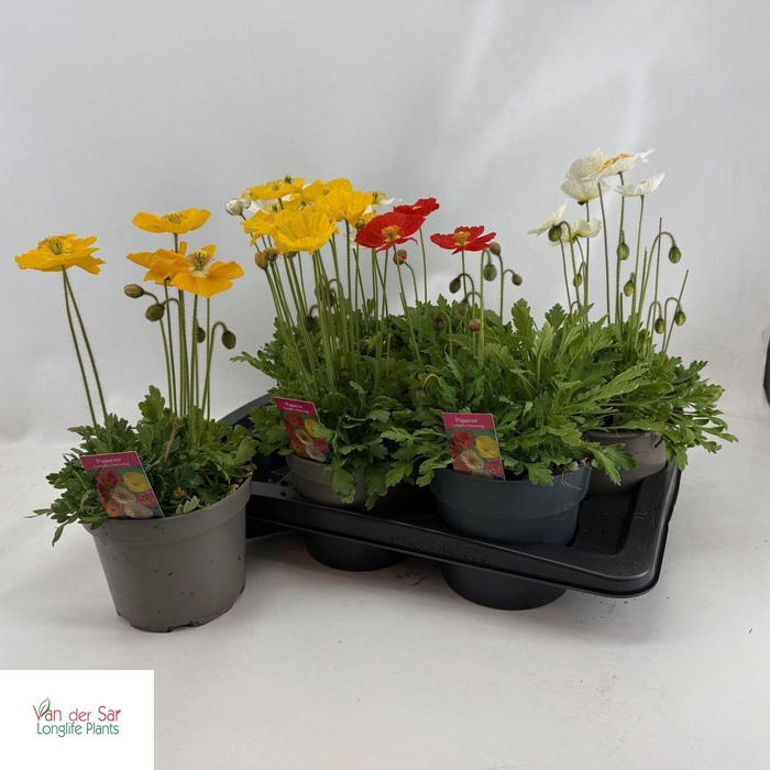 <h4>PAPA NUDICAULE</h4>