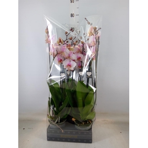Phalaenopsis  'Anthura Madrid'