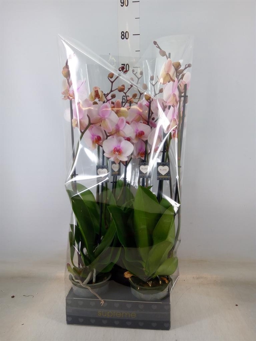 <h4>Phalaenopsis  'Anthura Madrid'</h4>