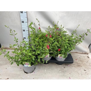 SALVIA MICROPHYLLA