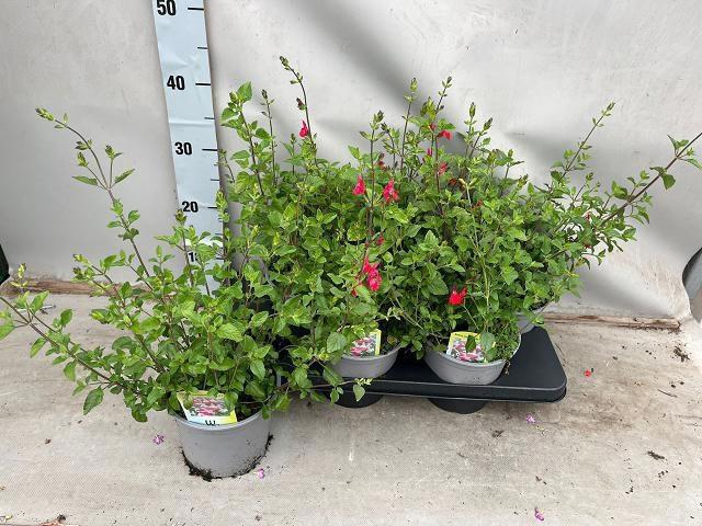 <h4>SALVIA MICROPHYLLA</h4>