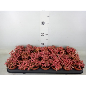 Fittonia verschaf. 'Forest Flame'