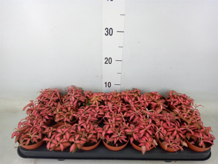 <h4>Fittonia verschaf. 'Forest Flame'</h4>