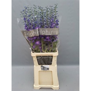 Delphinium El Delphi Power