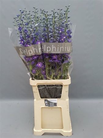 <h4>Delphinium El Delphi Power</h4>