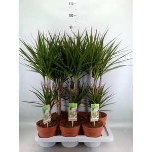 Dracaena marg.