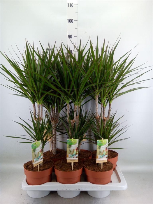 <h4>Dracaena marg.</h4>