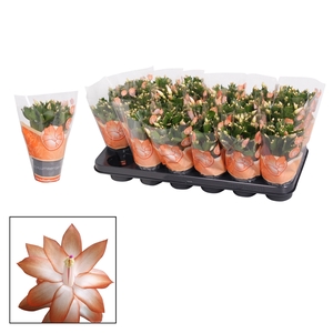 Schlumbergera - 9 cm - Orange (Christa)