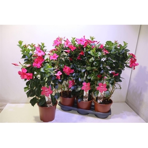 arr8 Mande Summerst Pink