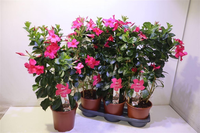 <h4>arr8 Mande Summerst Pink</h4>