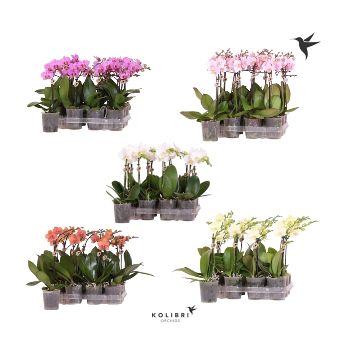 <h4>Kolibri Orchids Phalaenopsis Diverse 1 spike</h4>