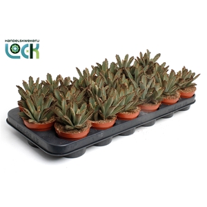 Kalanchoe Tomentosa Aida
