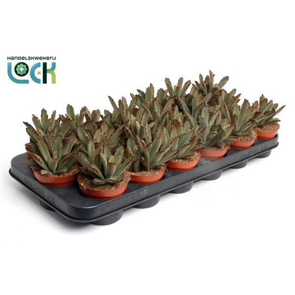 <h4>Kalanchoe Tomentosa Aida</h4>