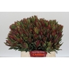 Leucadendron Highlight
