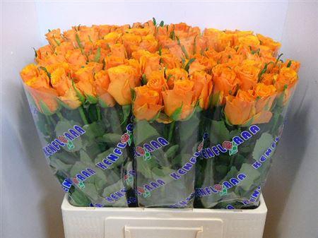 <h4>R Gr Tycoon</h4>