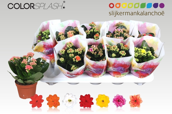 <h4>KAL GE GEM 7 KL</h4>