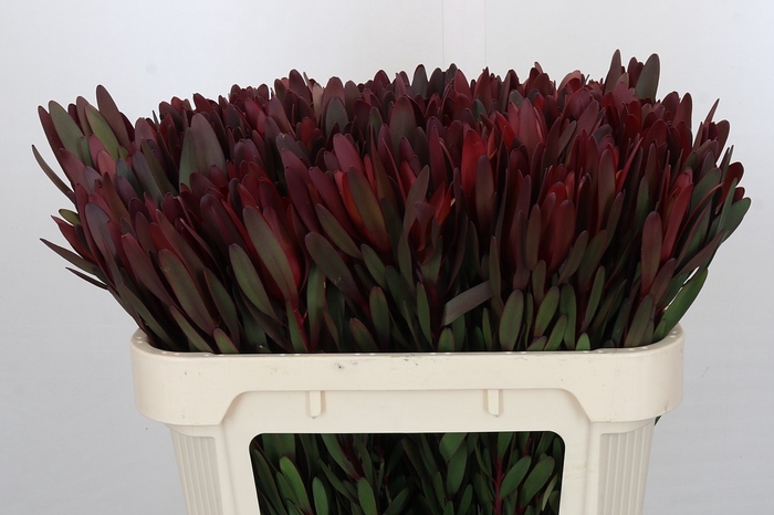 <h4>Leucadendron Saf Sunset Dark Red</h4>