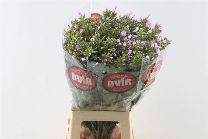 <h4>Phlox P Bright Missy</h4>