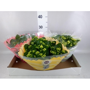 Kalanchoe blos.   ..rosebud mix  5