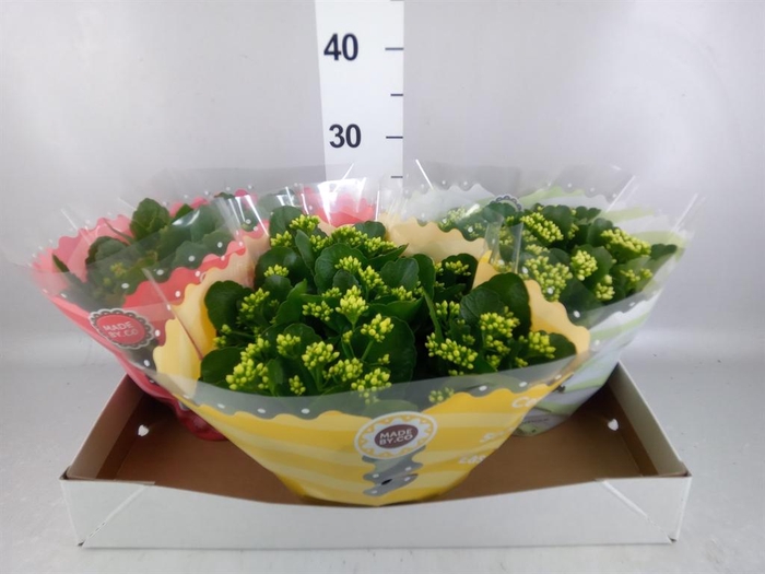 <h4>Kalanchoe blos. ..rosebud mix 5</h4>