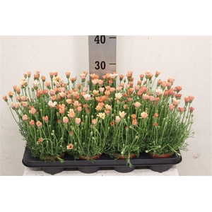 Rhodanthemum hosmariense 'Zagora Orange'