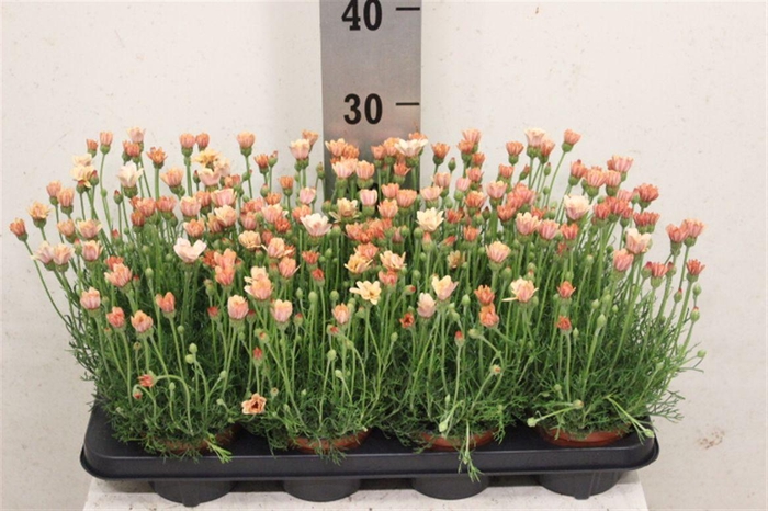 <h4>Rhodanthemum hosmariense 'Zagora Orange'</h4>