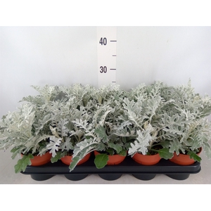Jacobaea maritima