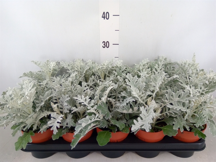 <h4>Jacobaea maritima</h4>