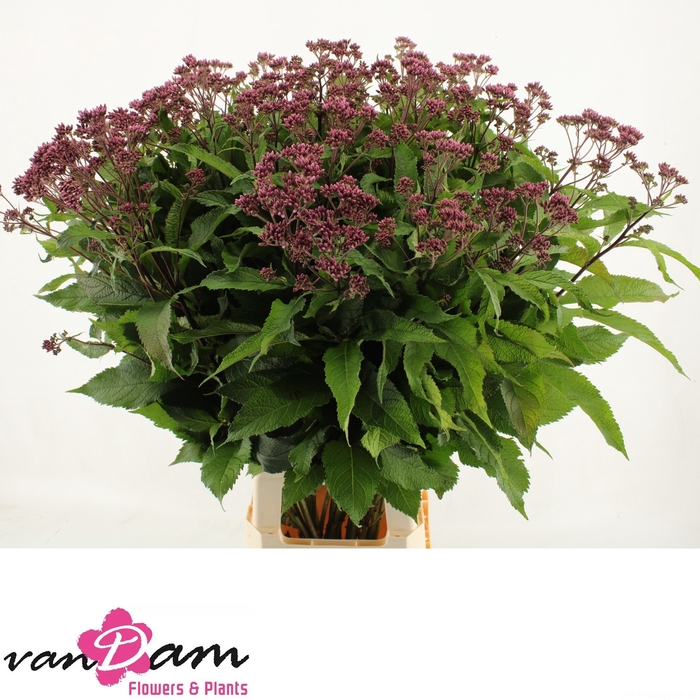 <h4>EUPAT PURPUREUM</h4>