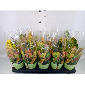 Codiaeum var. GR 'Petra'