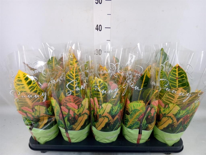 <h4>Codiaeum var. GR 'Petra'</h4>