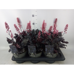 Heuchera   ...