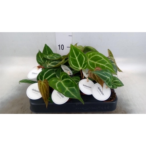 Anthurium   ...