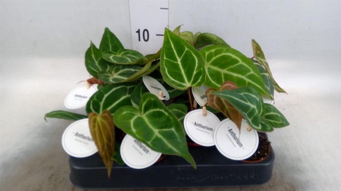 <h4>Anthurium   ...</h4>