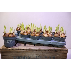 arr8 Narc D Bridal Crown