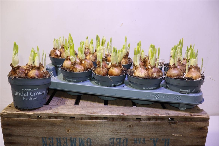 <h4>arr8 Narc D Bridal Crown</h4>