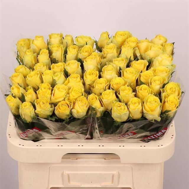 <h4>R GR GOOD TIMES</h4>