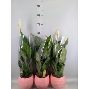 Spathiphyllum  'Sweet Ricardo'