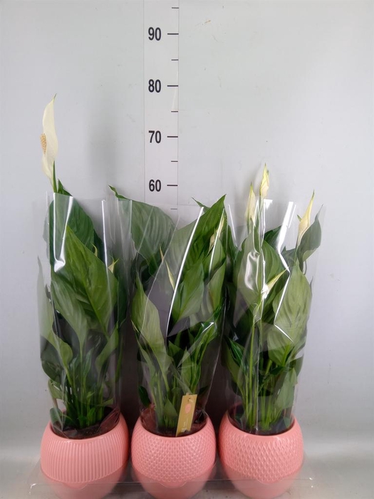 <h4>Spathiphyllum  'Sweet Ricardo'</h4>