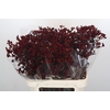 Anigozanthos Bush Ruby