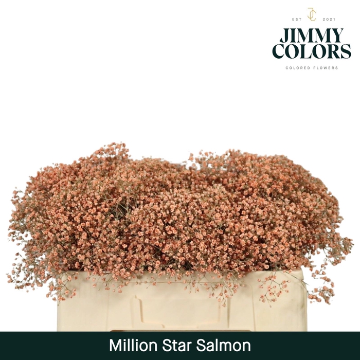 <h4>Gyps Million Star l50 Salmon</h4>