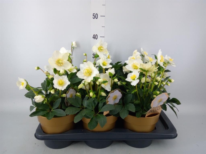 <h4>Helleborus niger 'Wintergold'</h4>