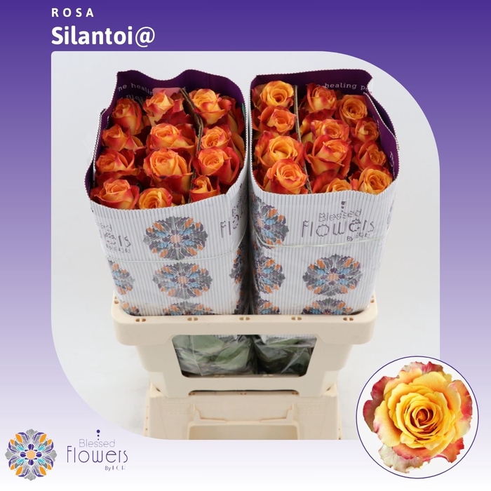 Rosa gr Silantoi@