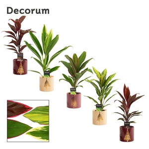 Cordyline mix 12 cm in Manon (Rich love-collection)