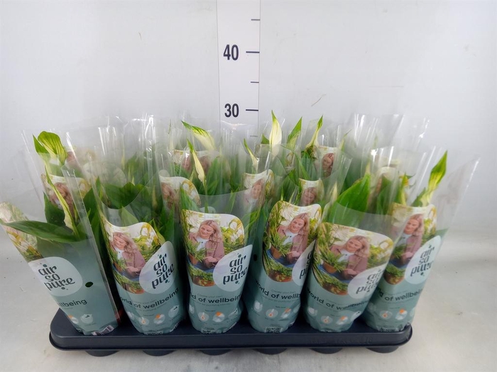 <h4>Spathiphyllum 'Chopin'</h4>