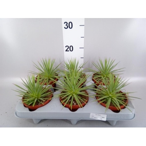 Agave stricta 'Nana'