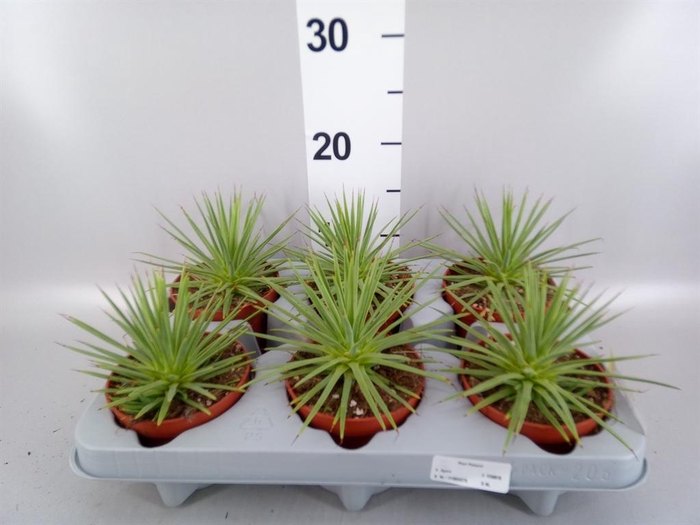 <h4>Agave stricta 'Nana'</h4>