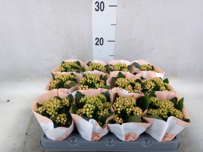 <h4>Kalanchoe  'RoseFlow Agnes'</h4>