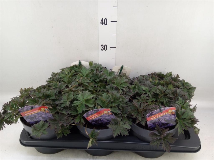 <h4>Geranium   ...</h4>