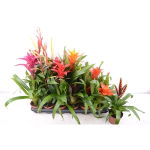 BROMELIA  GEM 14 SRT